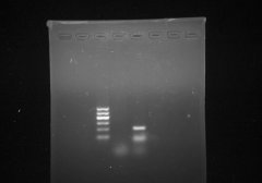 生物化學(xué)與分子生物學(xué)系凝膠電泳成像儀